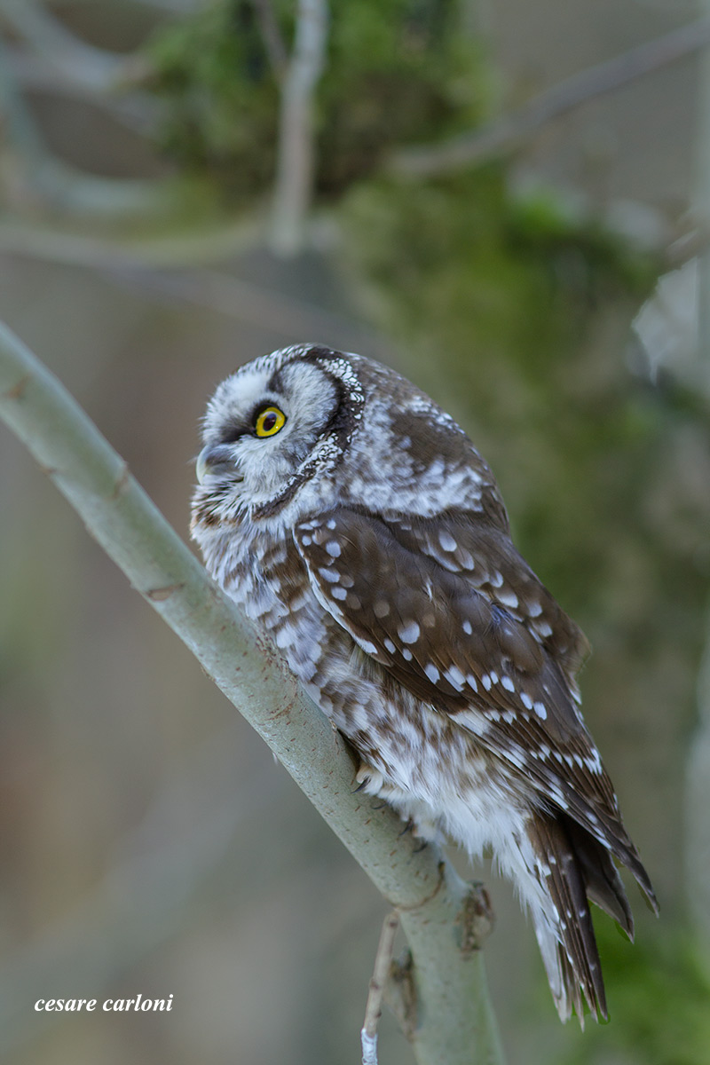 Owl (Athene noctua)
