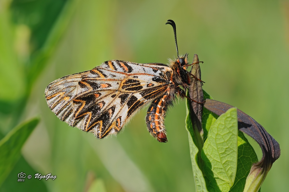 Zerynthia cassandra o polyxena ?