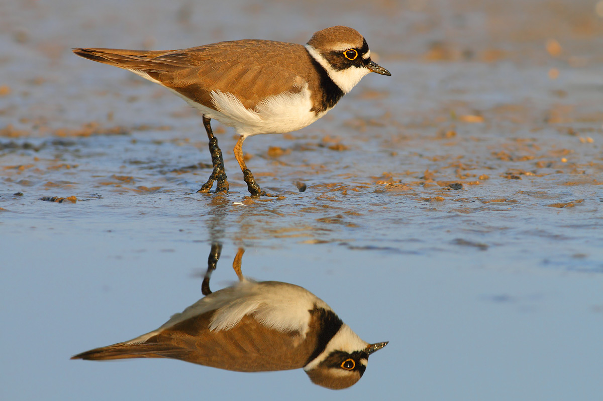 Little Ringed Plover