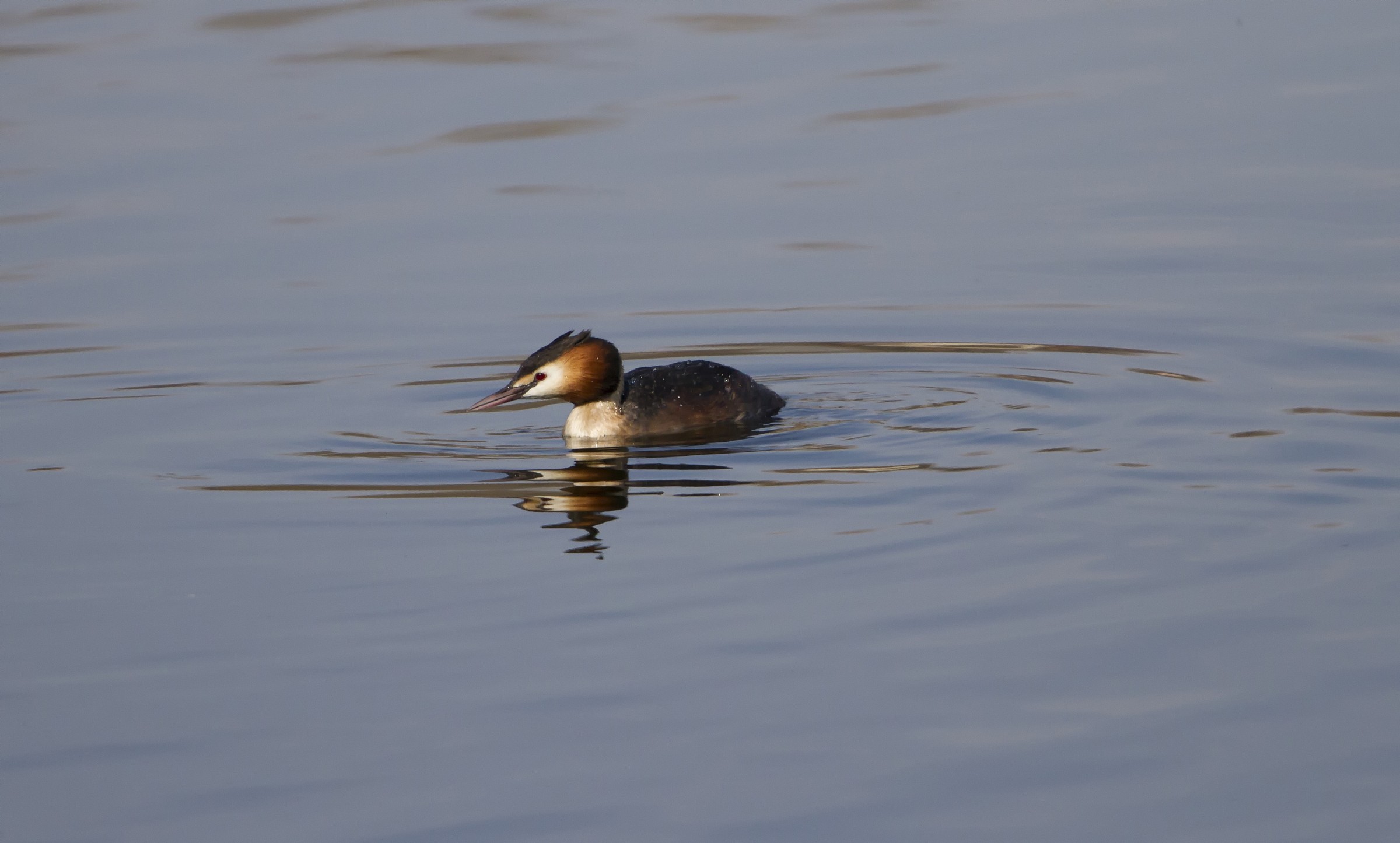 Great Crested Grebe in Sartirana
