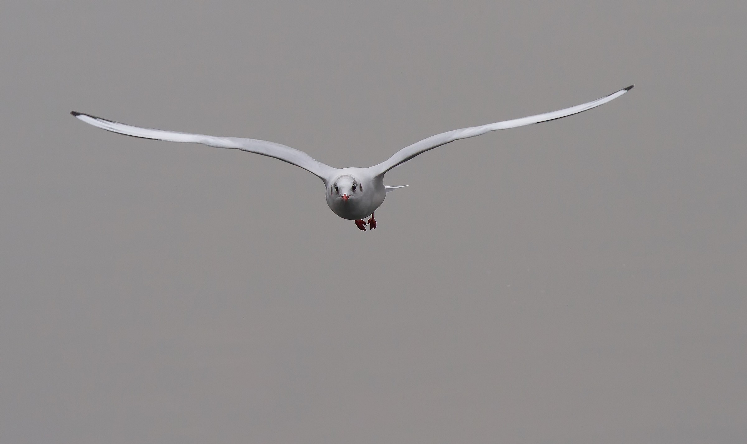 Seagull in San Donato Milanese