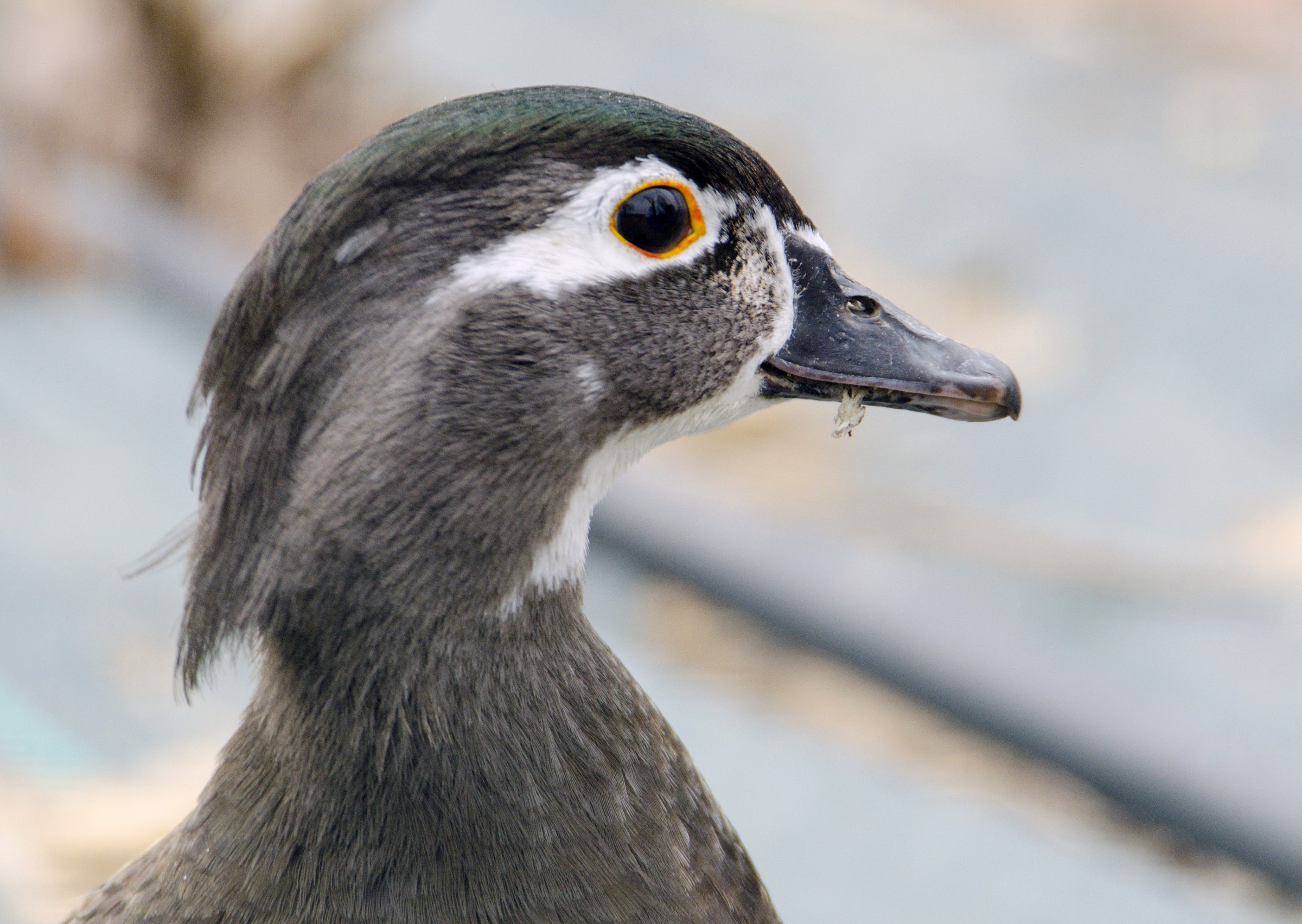 Female Carolina curious