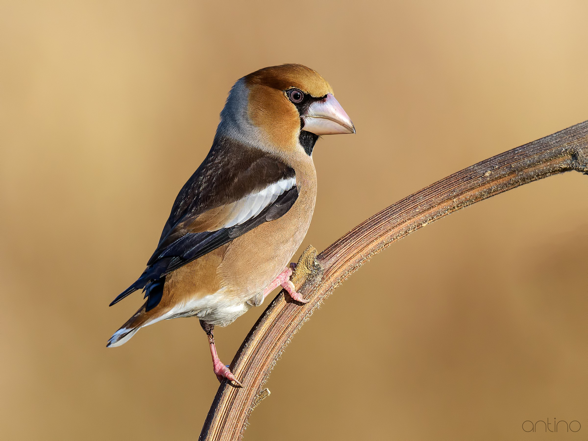 Hawfinch