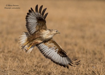 Buteo rufinus