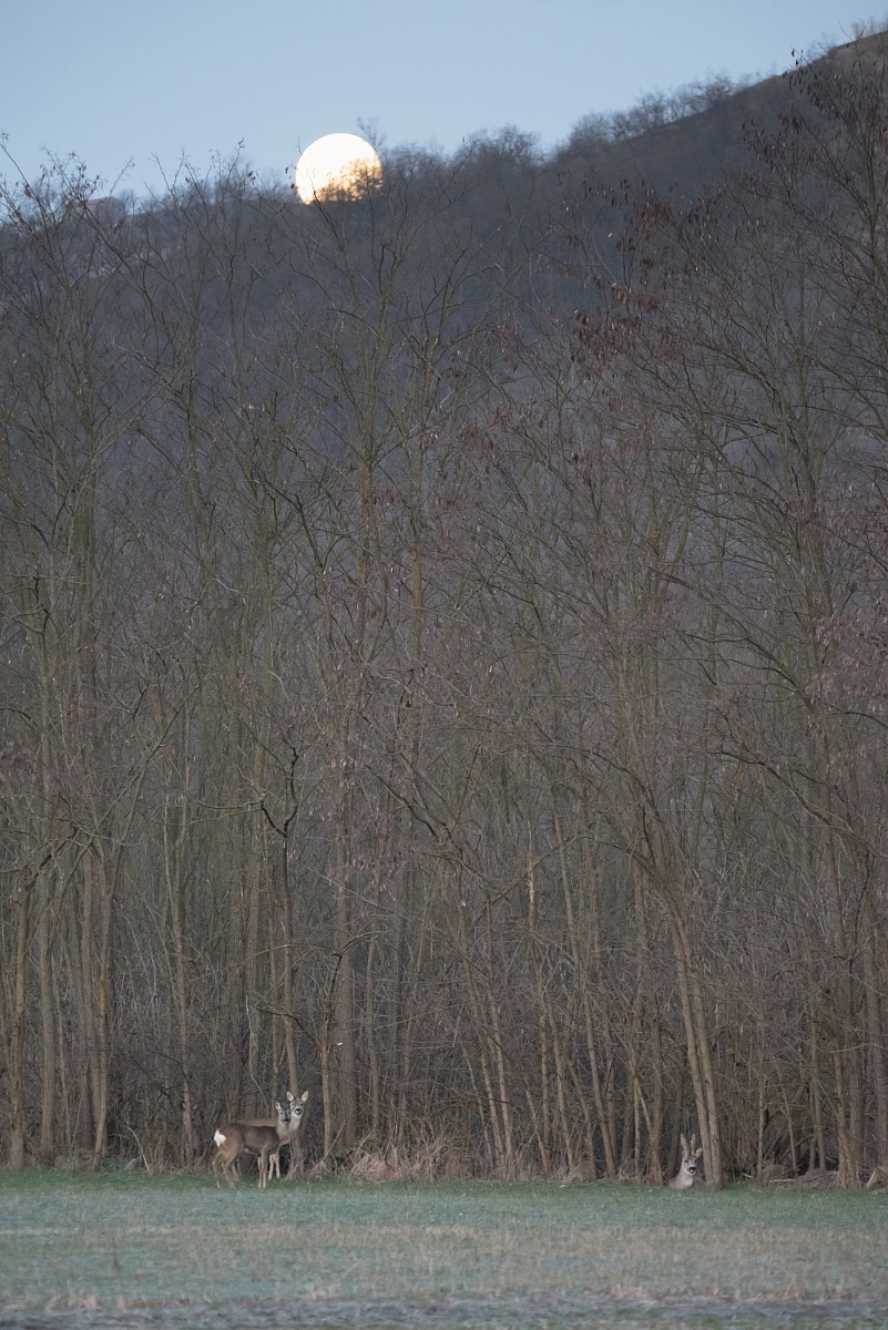 The Deer and the Moon