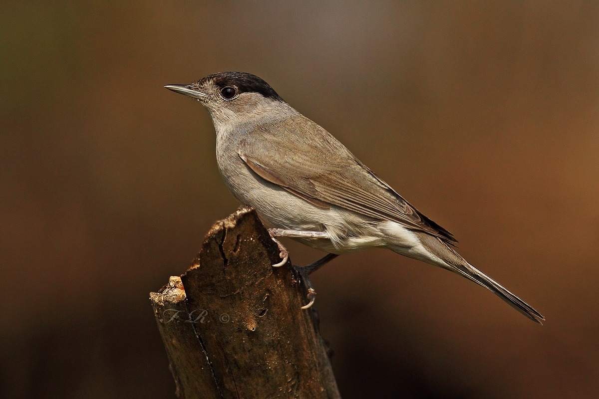 blackcap visiting