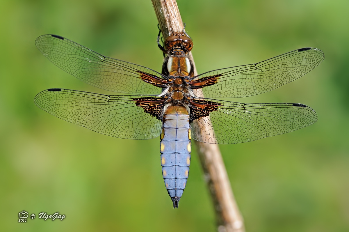 Libellula depressa