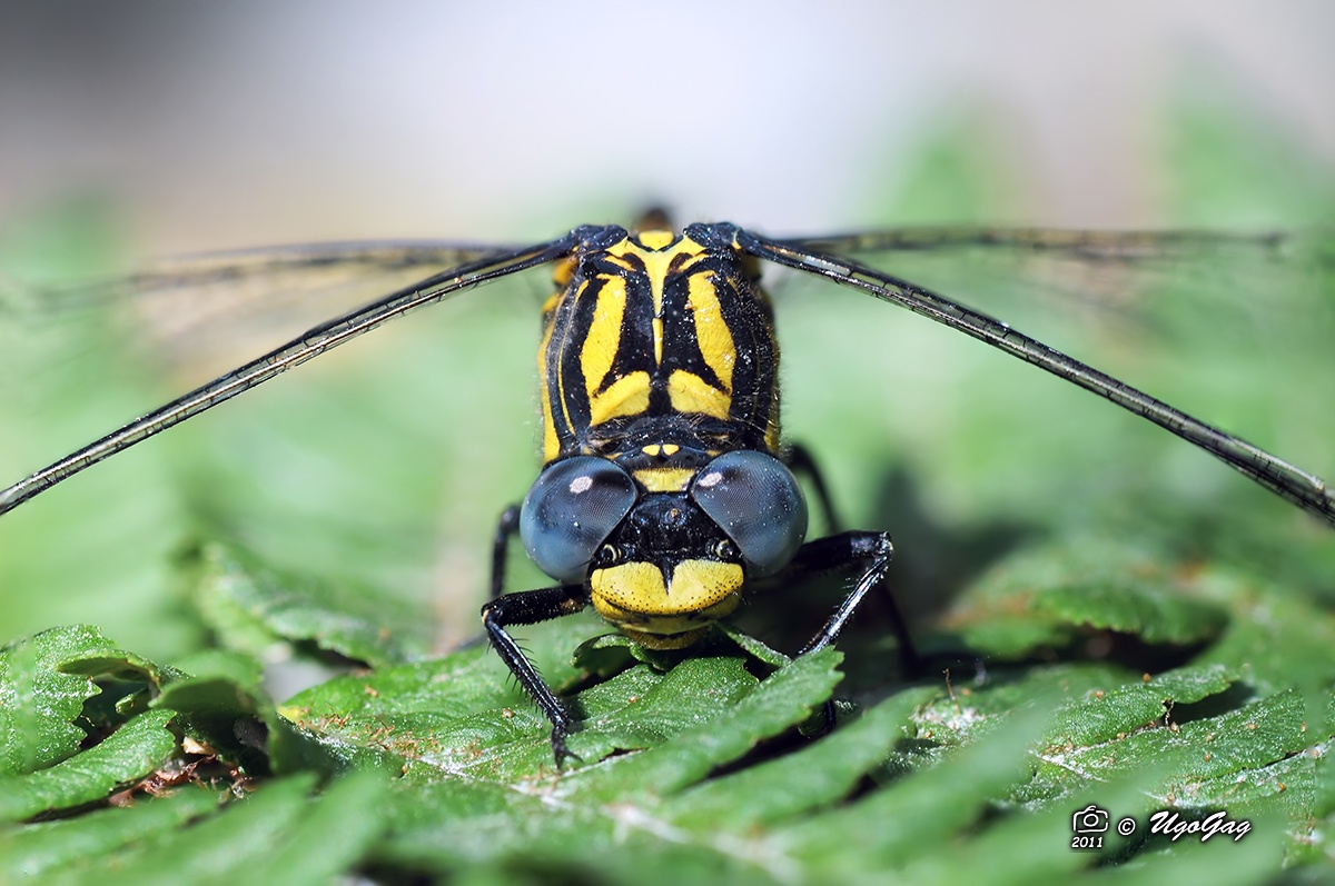 Onicogomphus