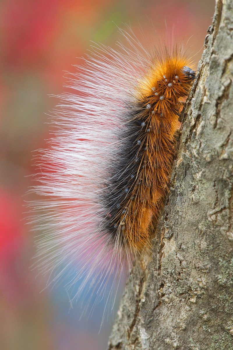 bruco di Arctia caja