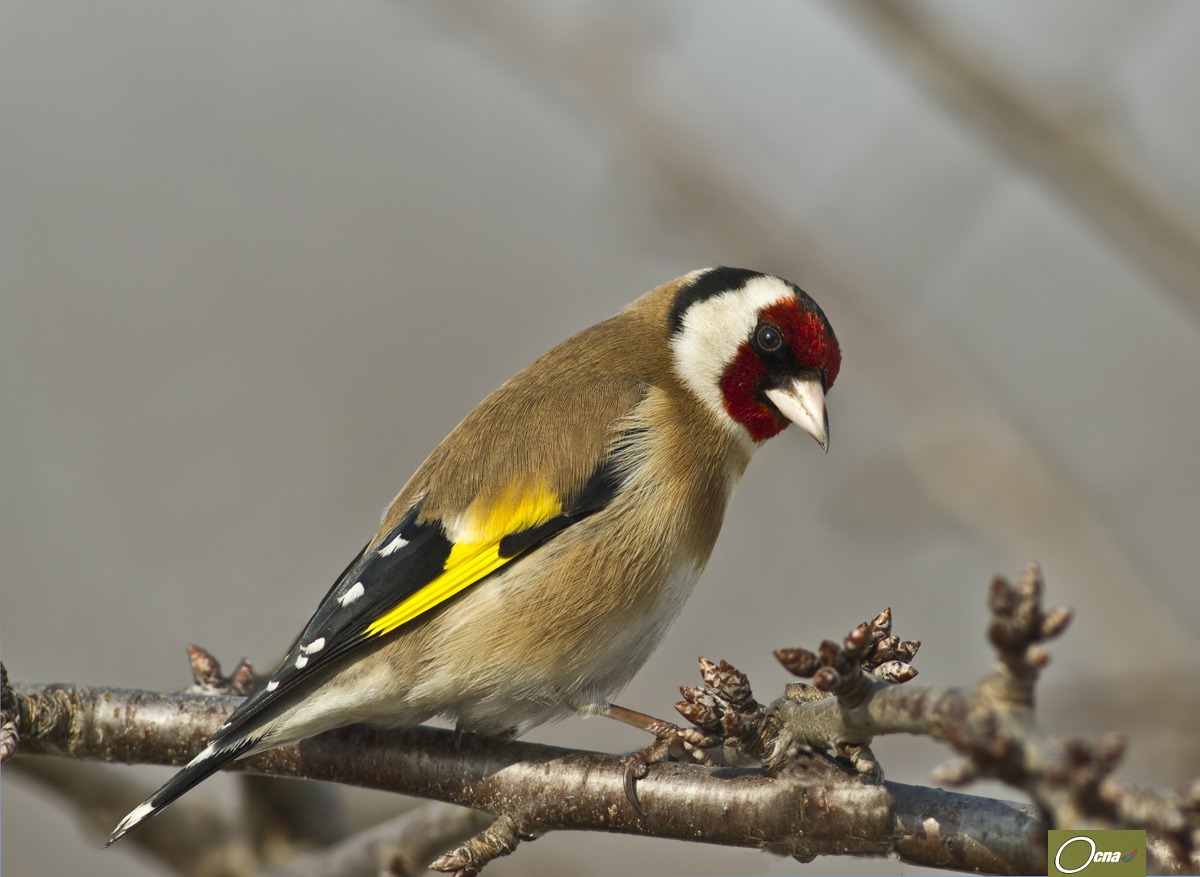 cardellino .......ambientato