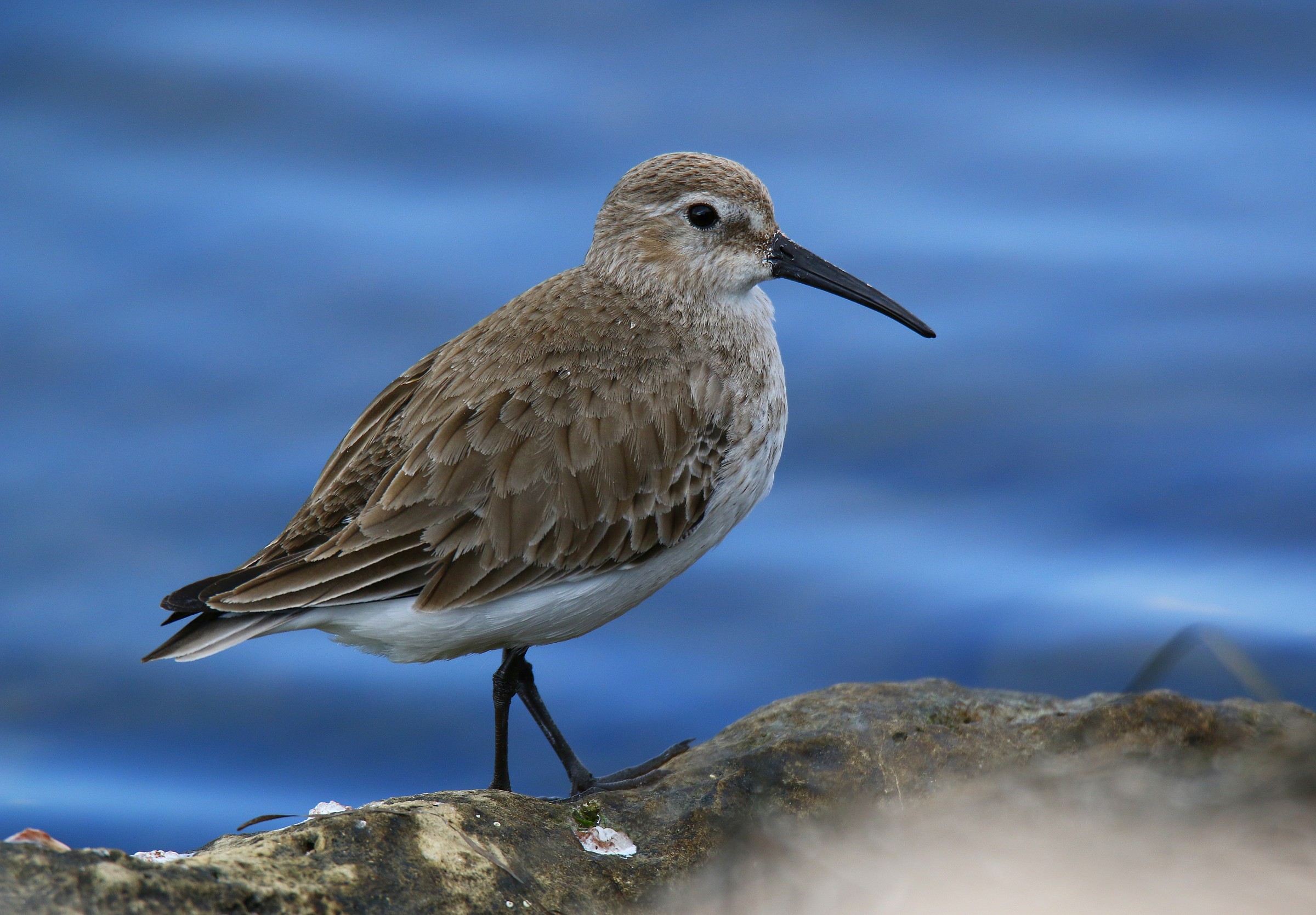 Dunlin