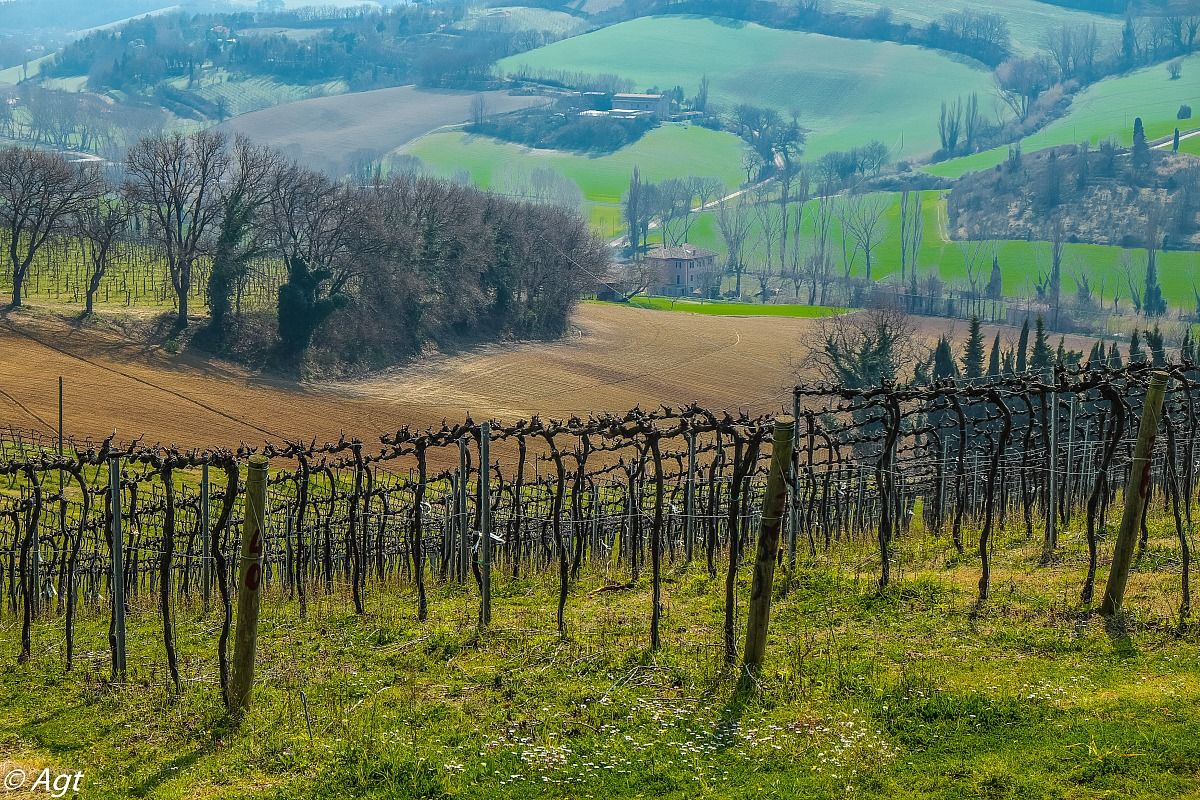 filari d'uva delle colline pesaresi