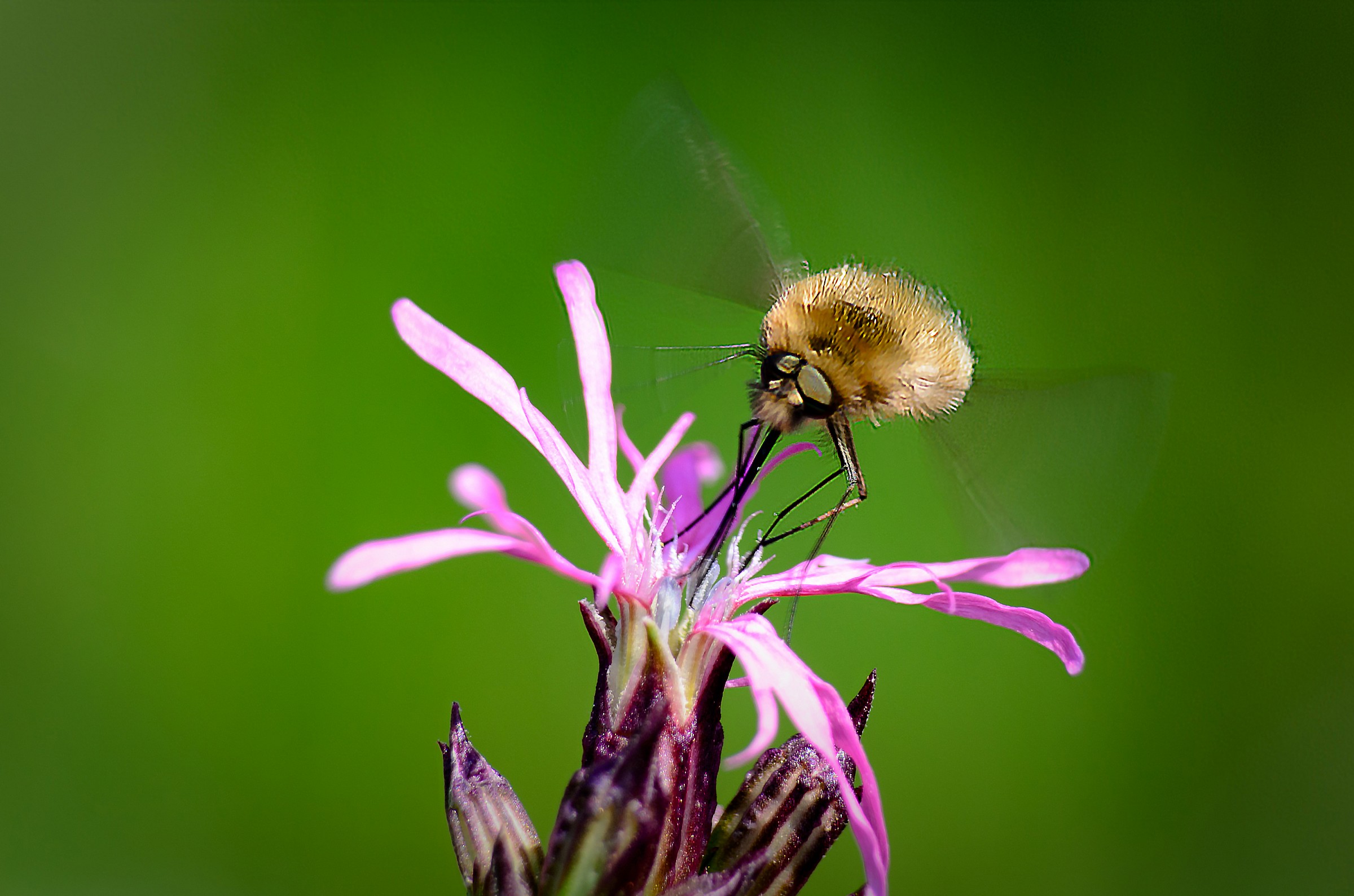 Attività primaverili