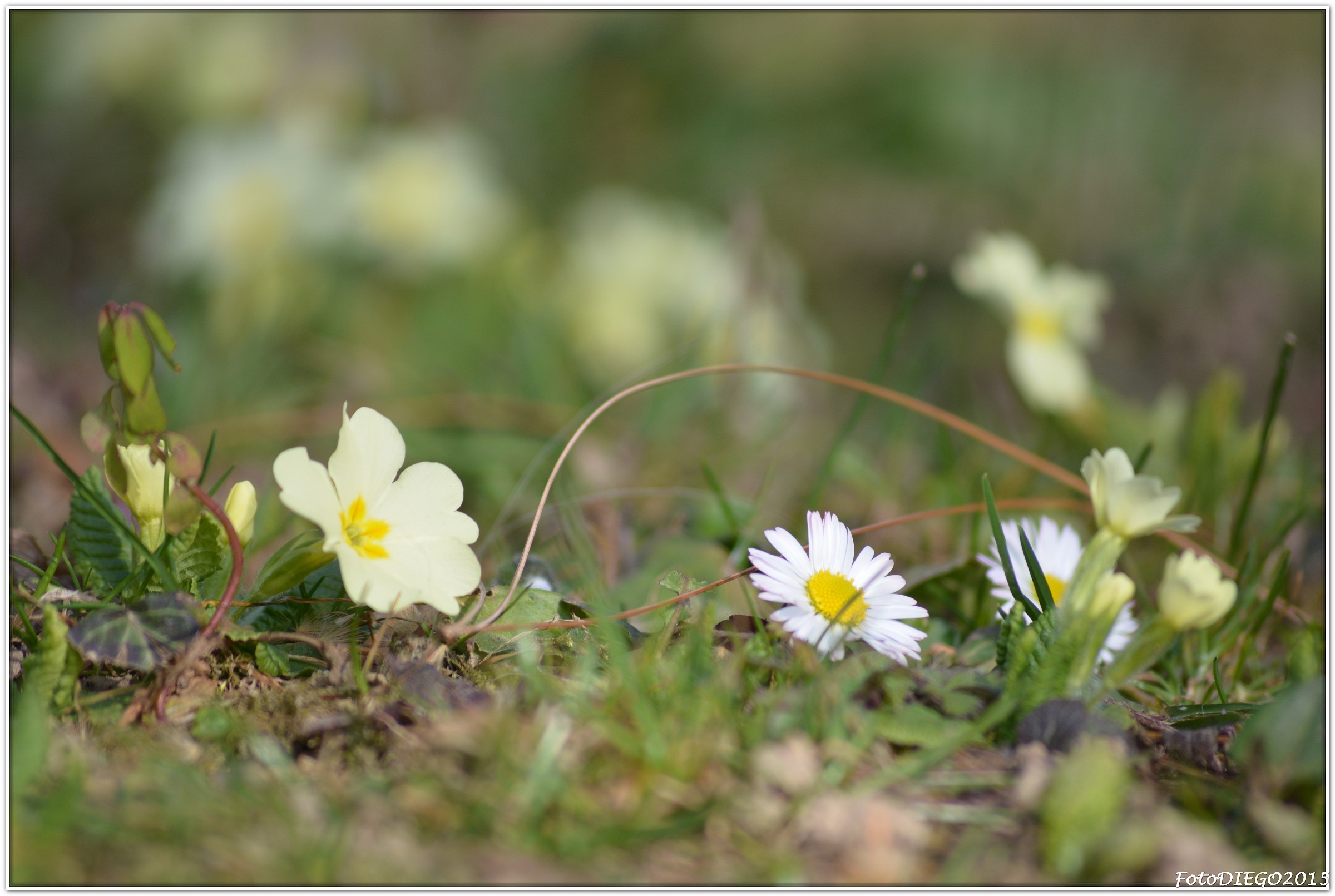 Bentornata primavera