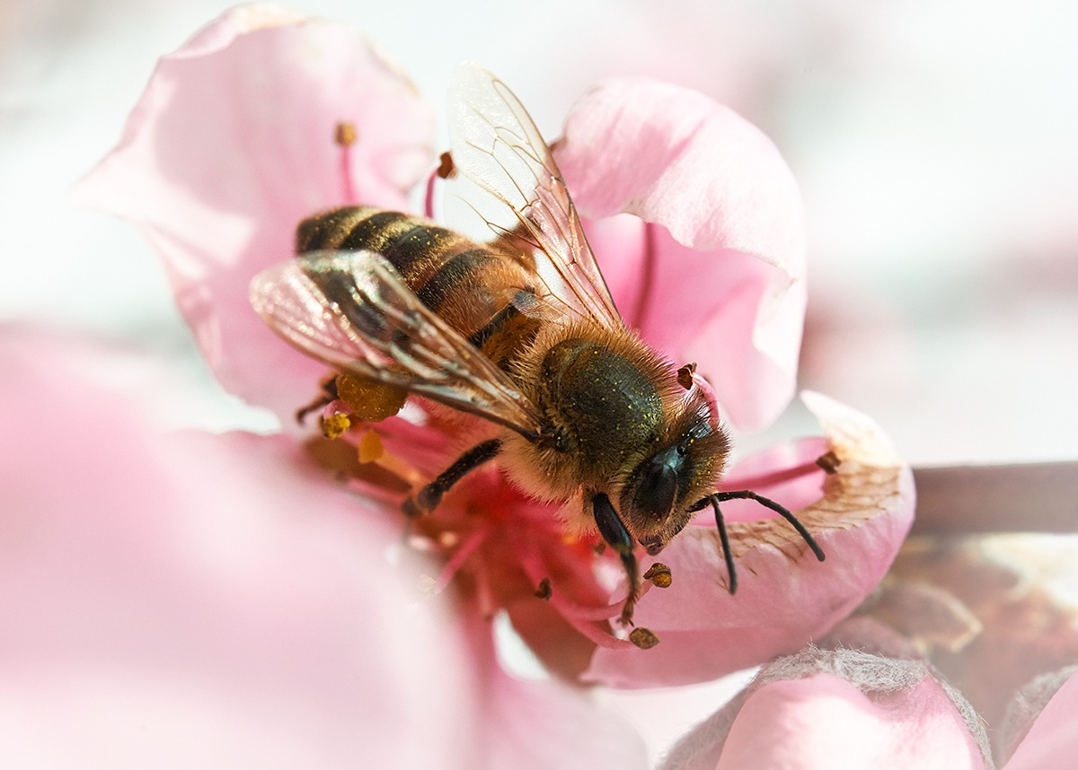 Bee on peach flowers