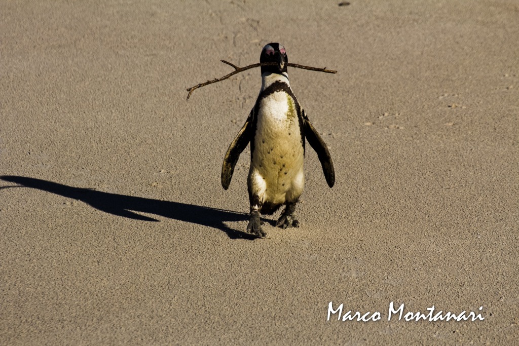 Colonia di pinguini Bolder beach (sudafrica)