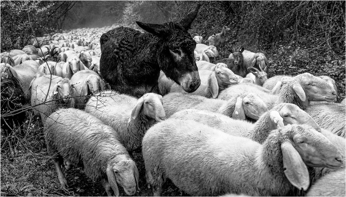 Blessed among the sheep