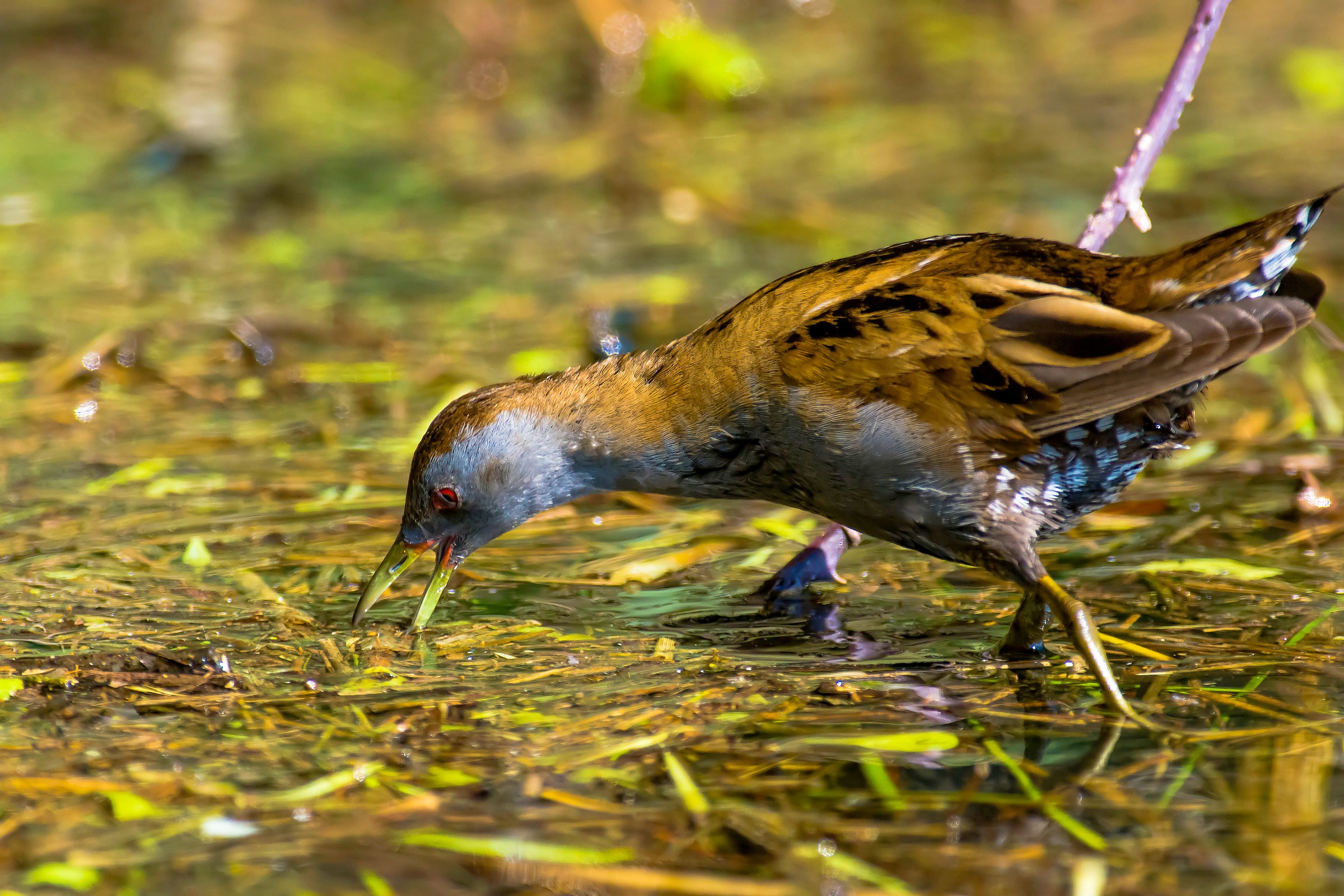 Little Crake