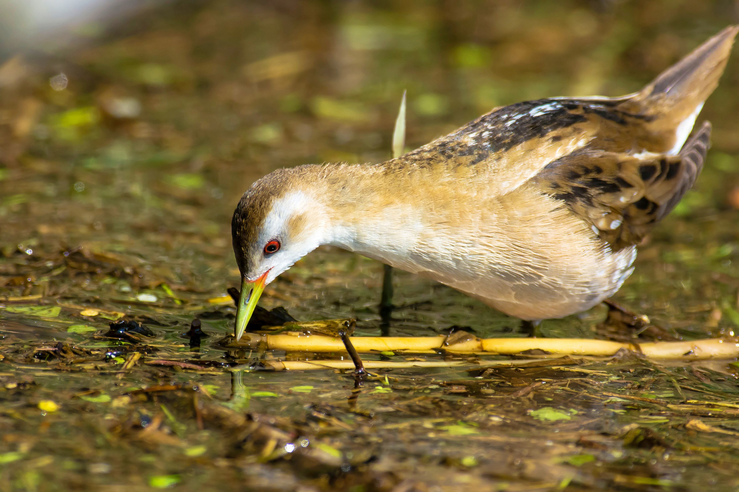 Little Crake