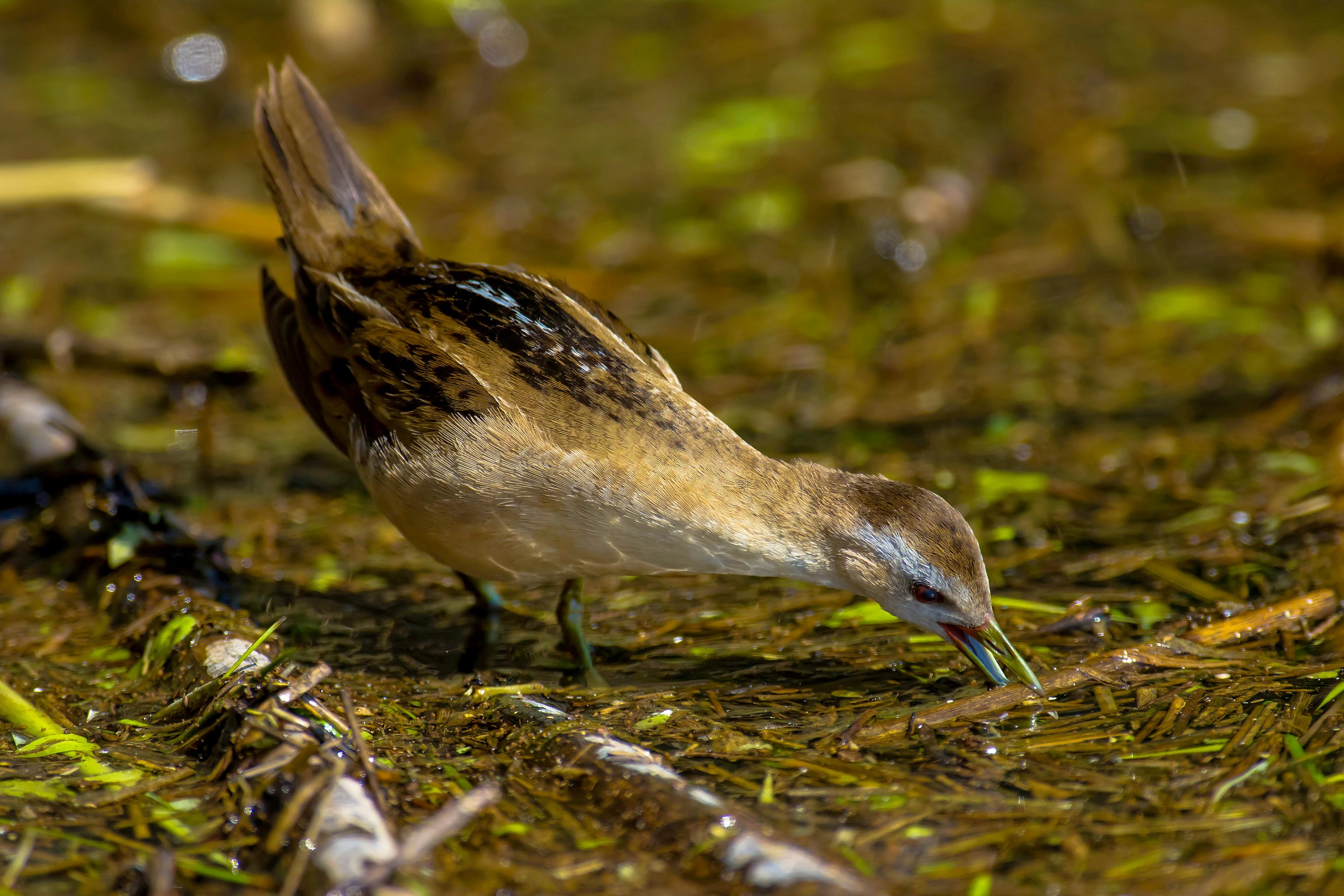 Little Crake