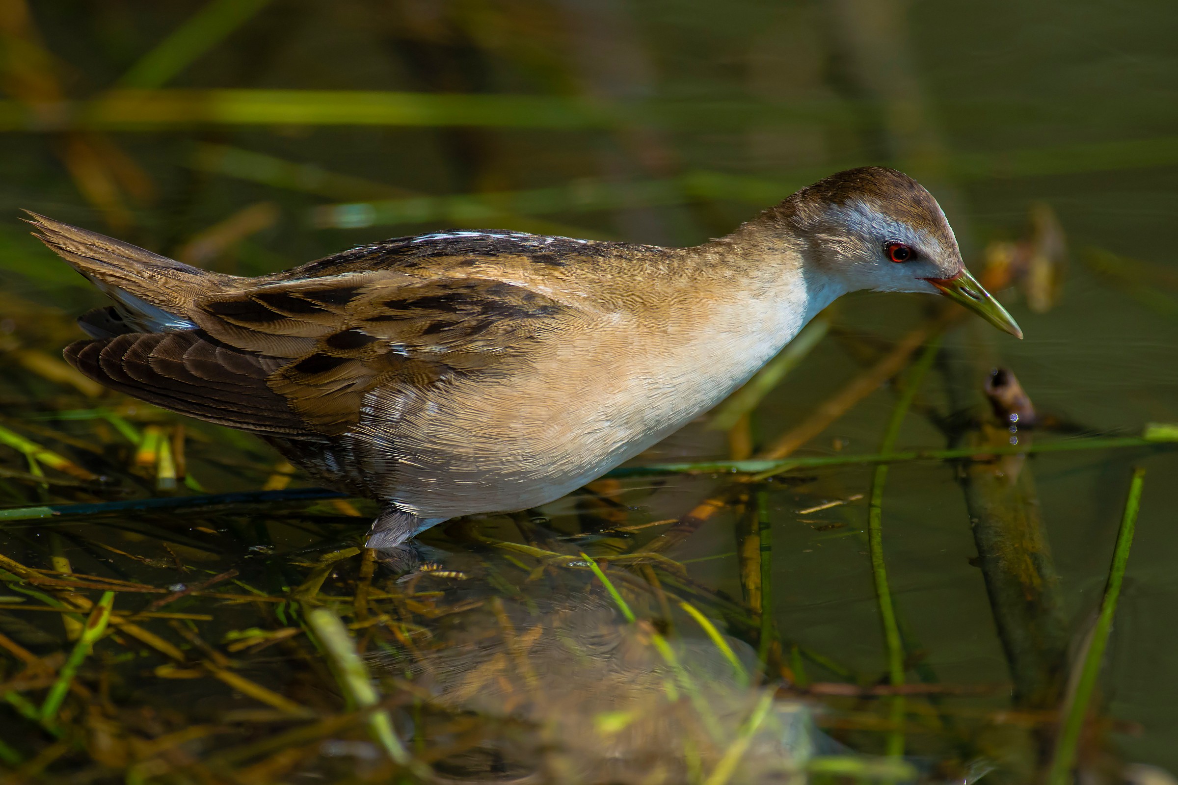 Little Crake