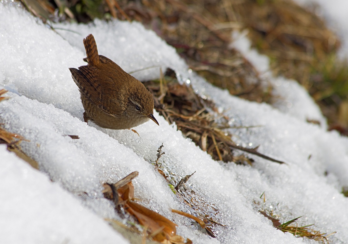 Lo scricciolo e la neve