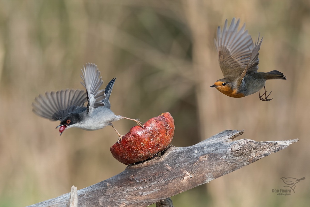 Warbler male and Robin