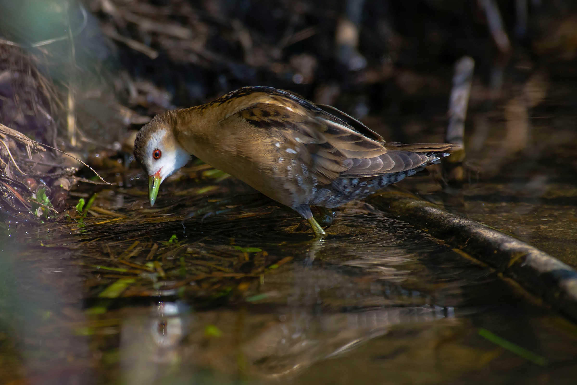 Little Crake