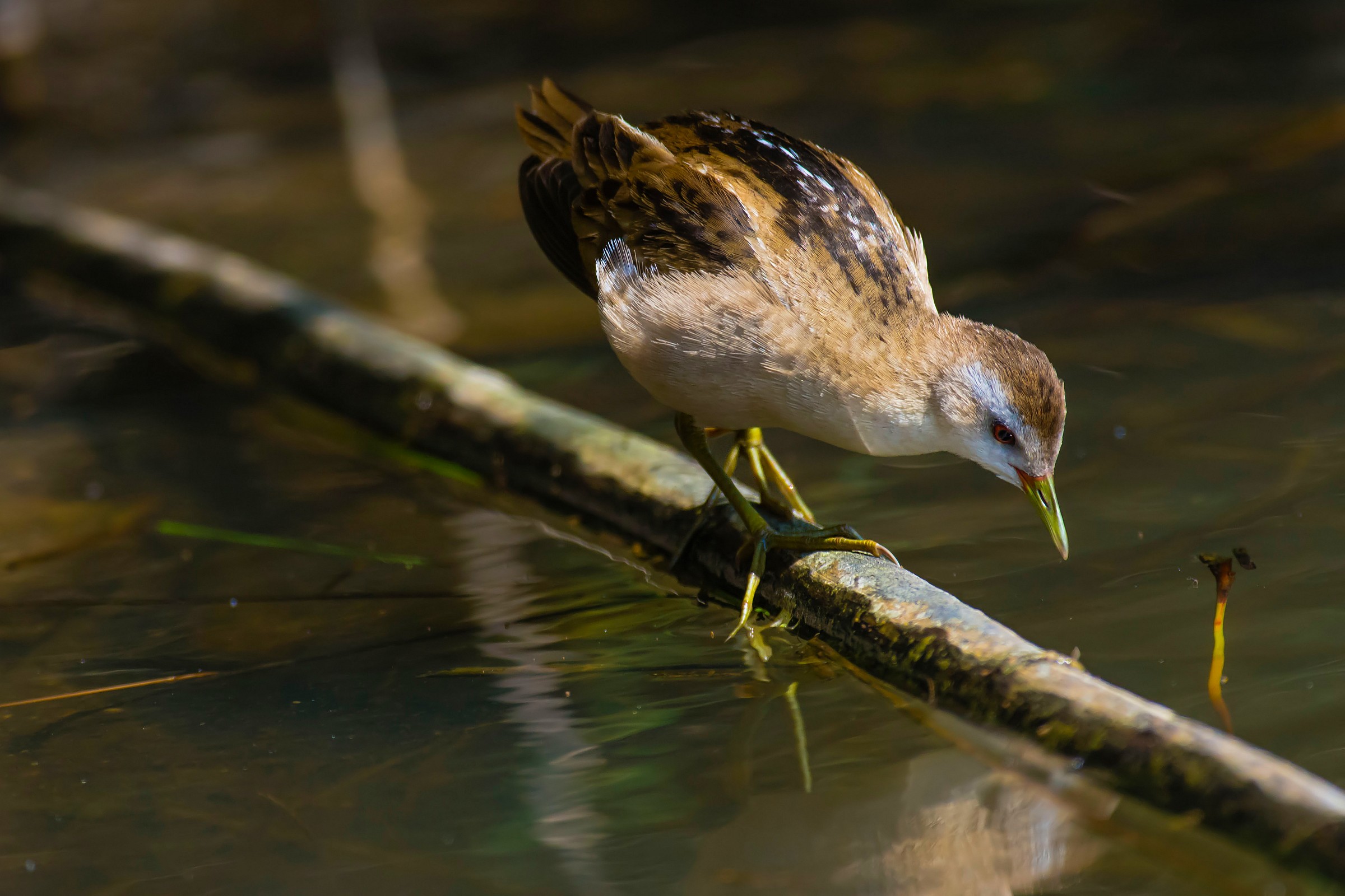 Little Crake