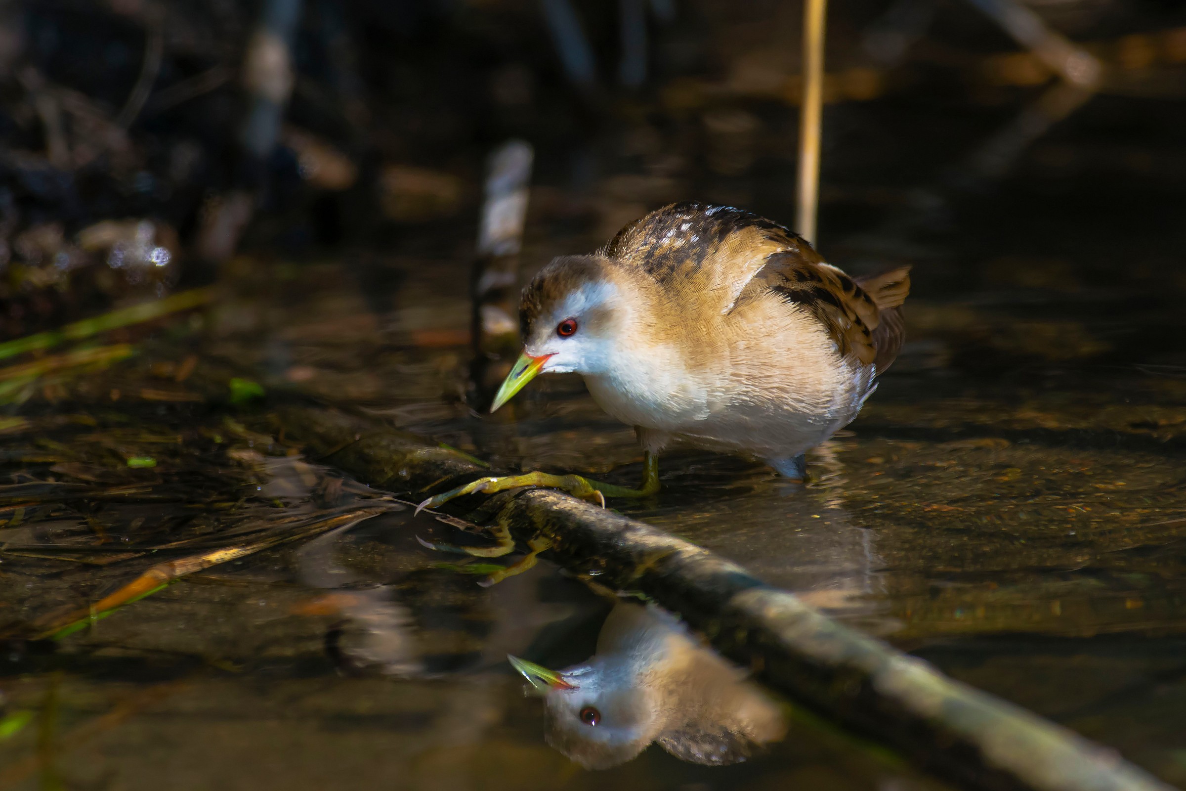 Little Crake