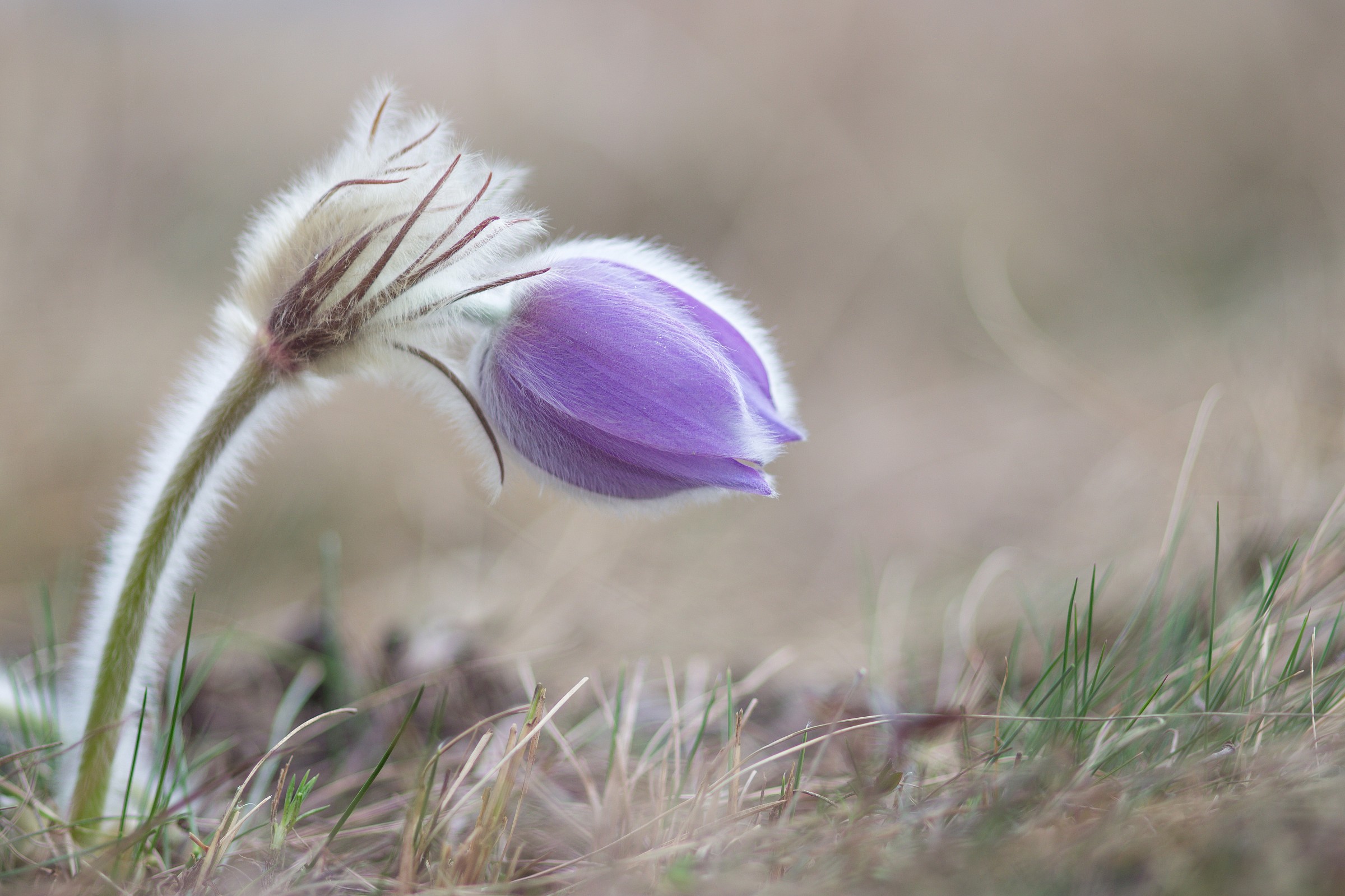 pulsatilla