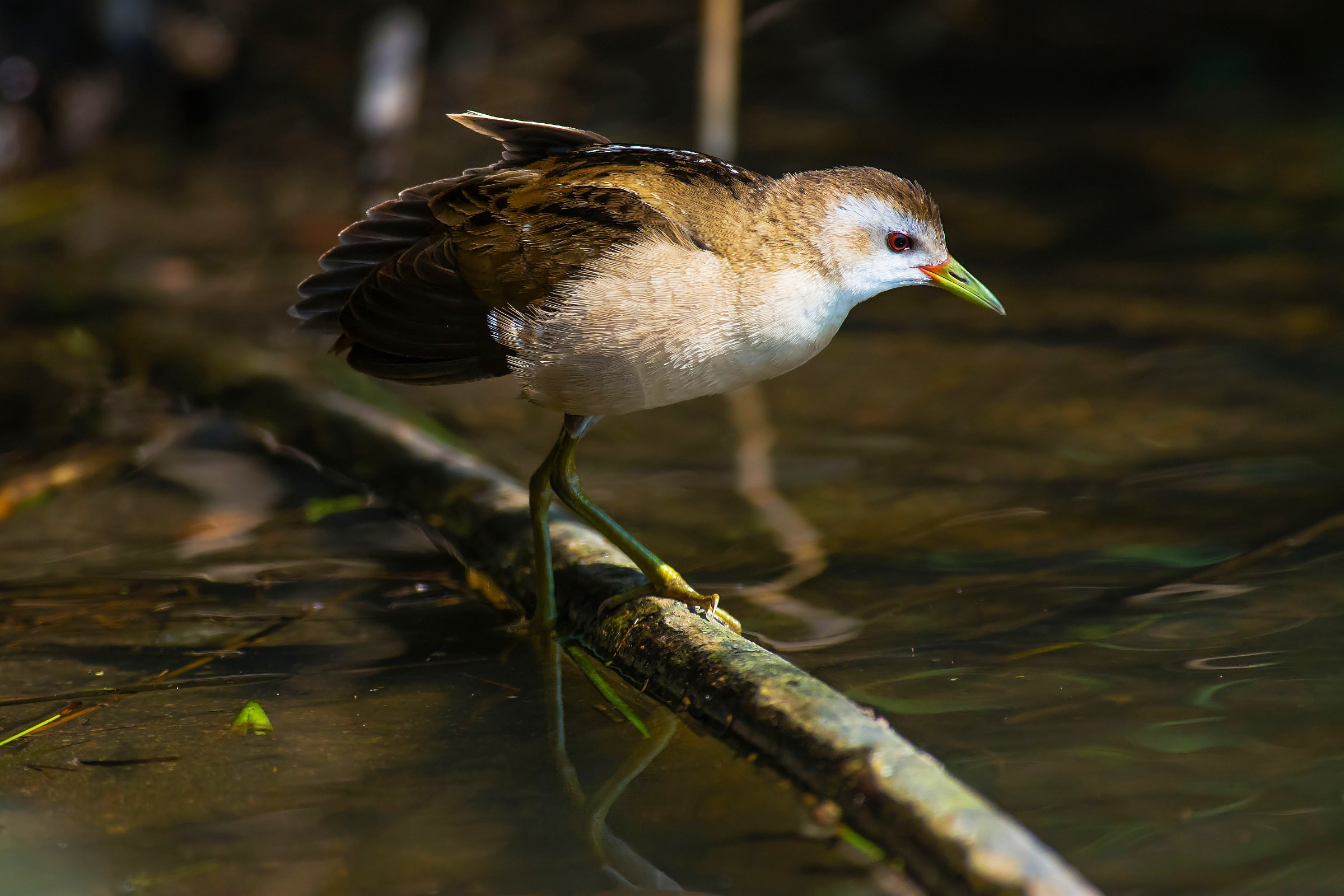 Little Crake