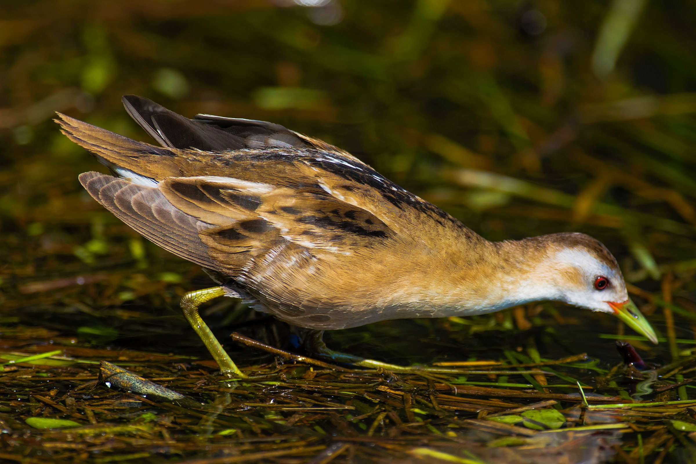 Little Crake