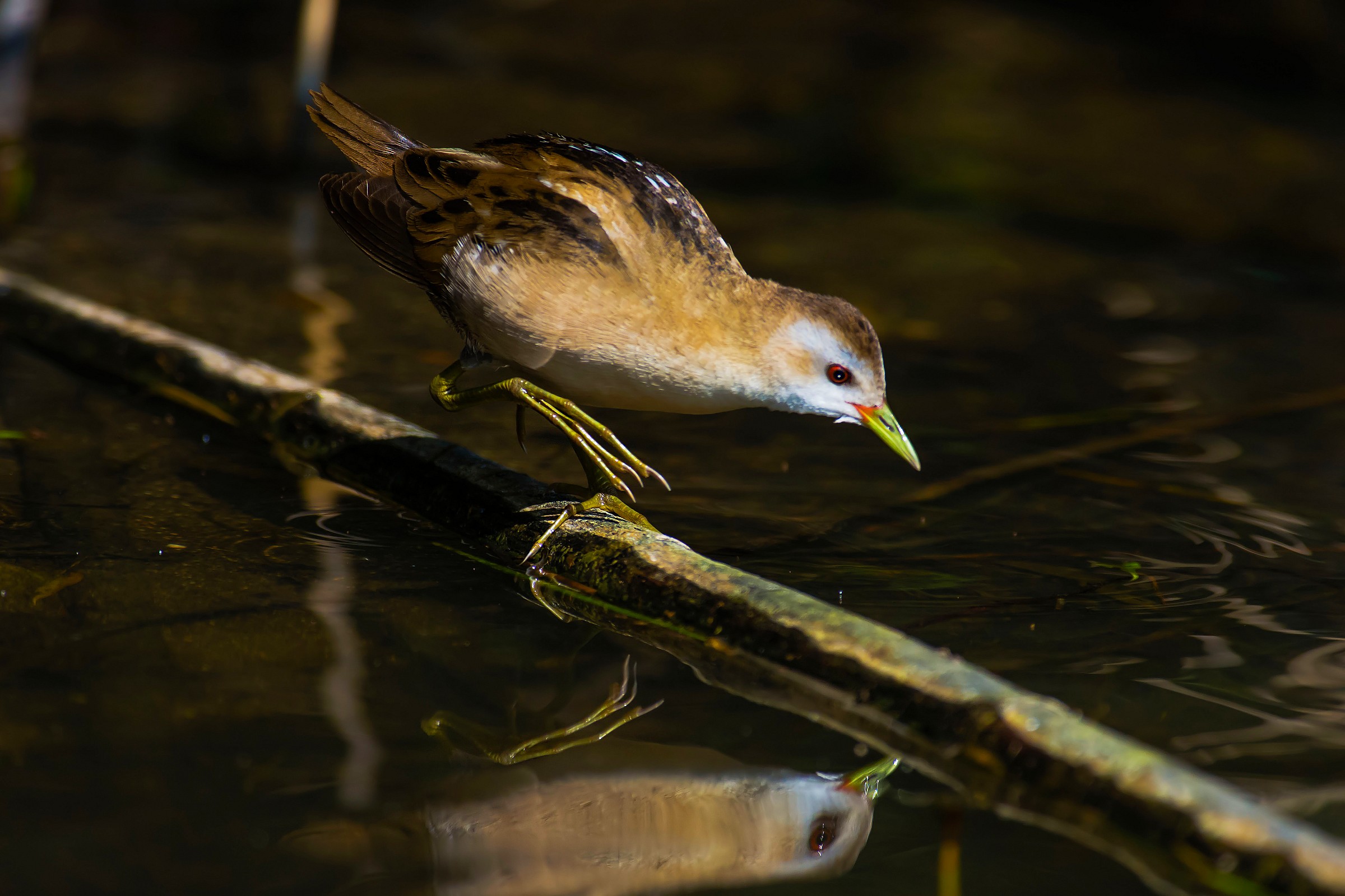 Little Crake