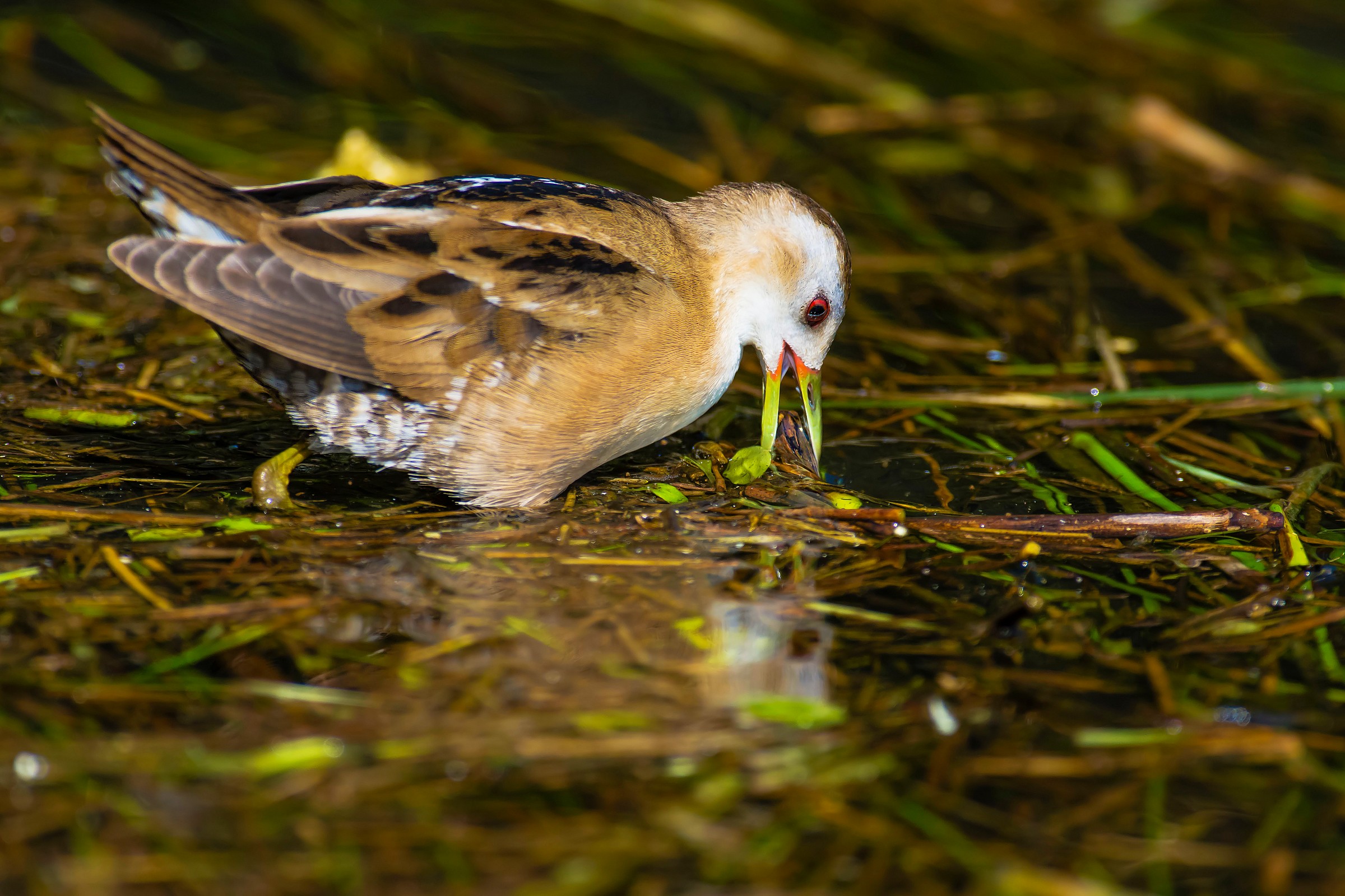 Little Crake