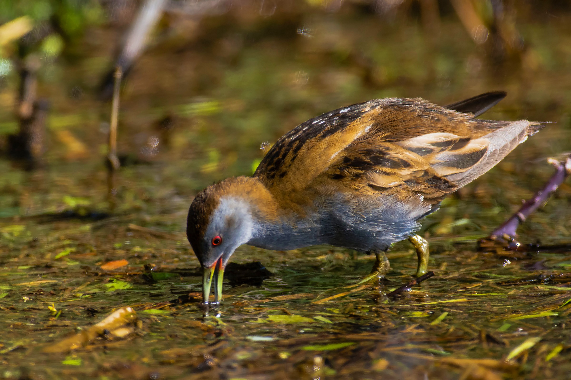 Little Crake