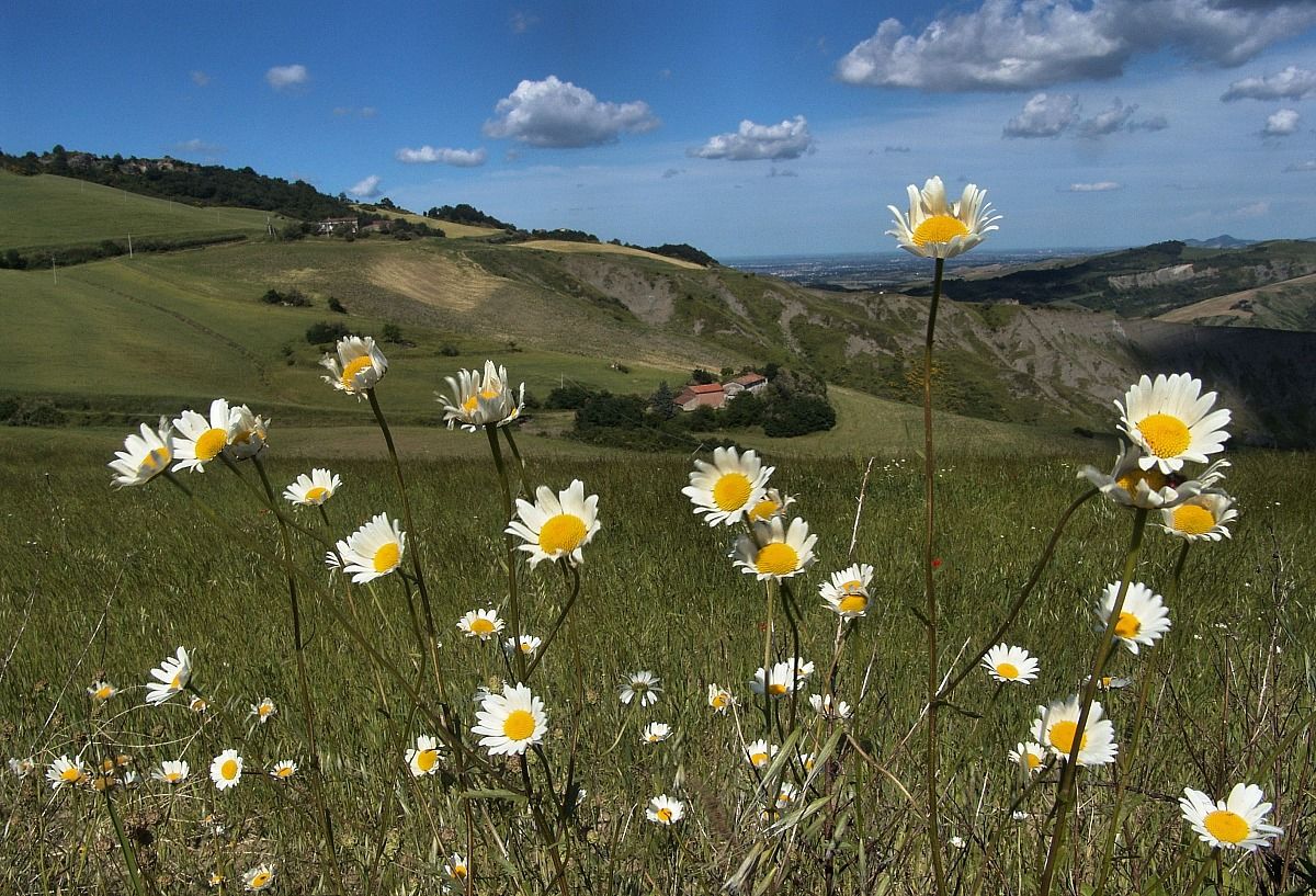Dalle margherite al cielo