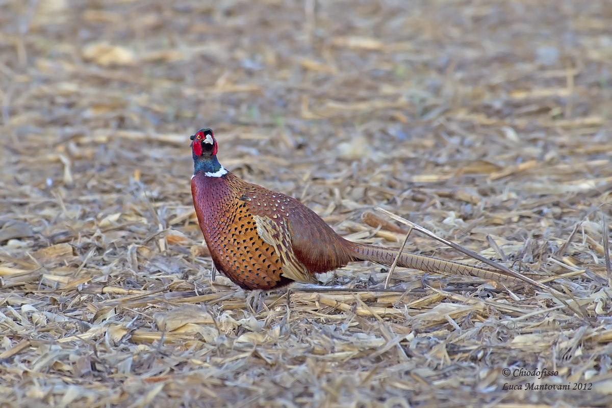 Fagiano m. selvatico in campo di granturco tagliato