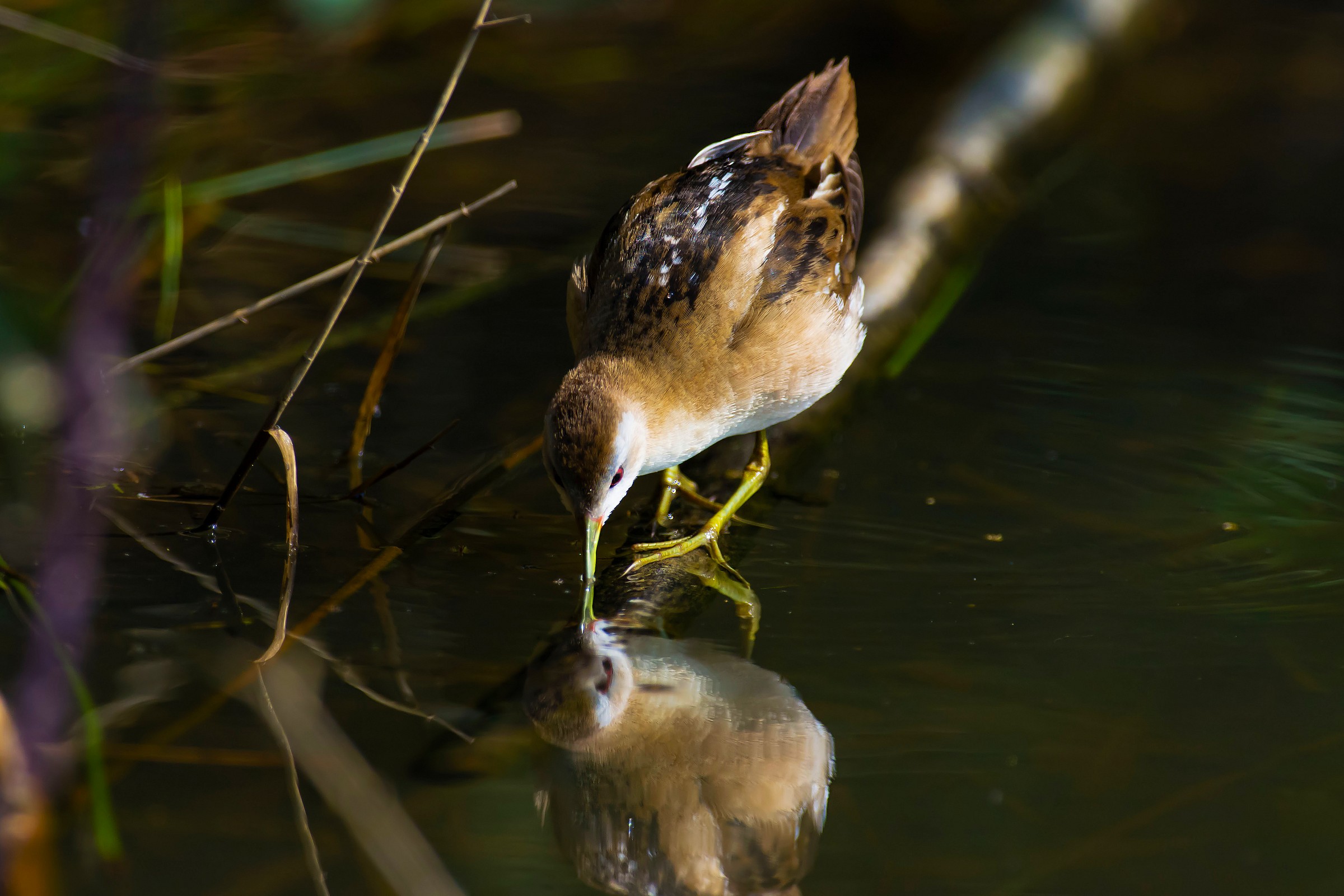Little Crake
