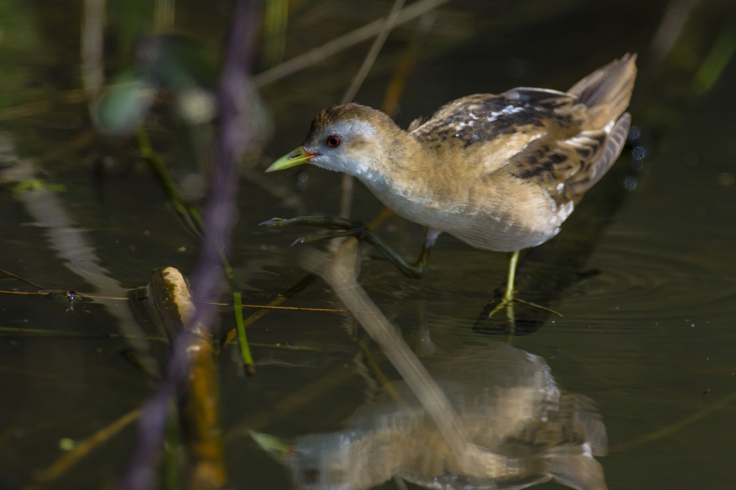 Little Crake