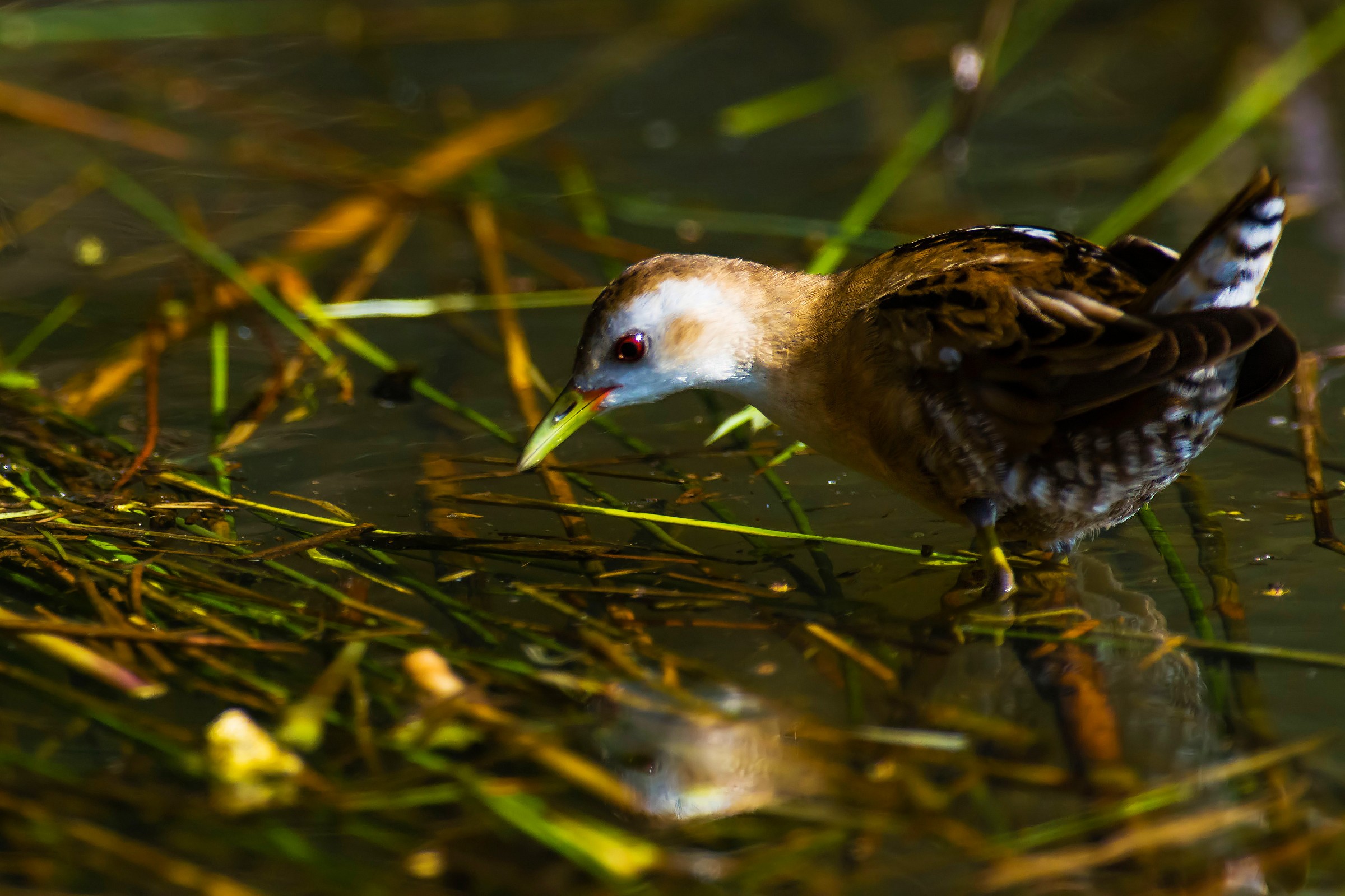Little Crake