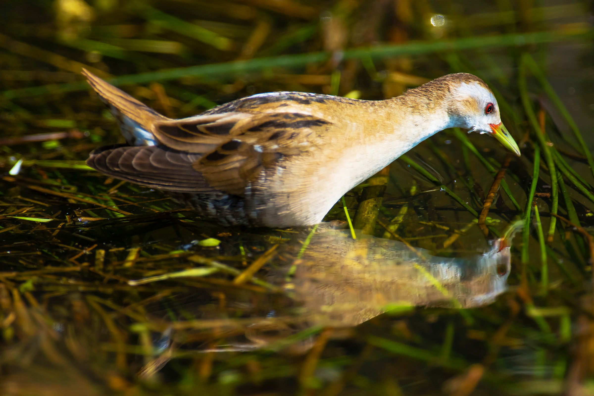 Little Crake