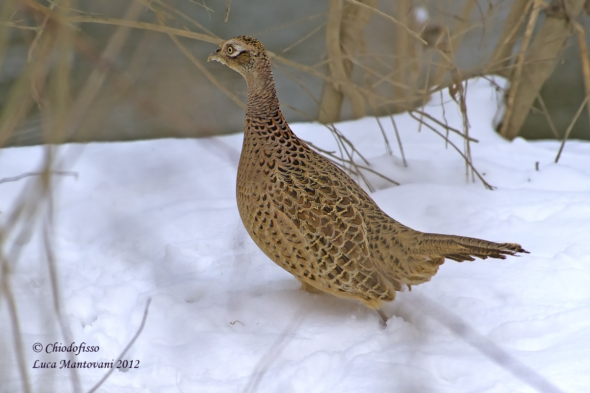 Fagiana selvatica nella neve