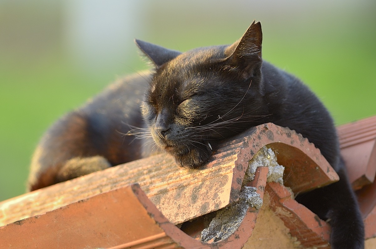 Al tepore dell' ultimo sole