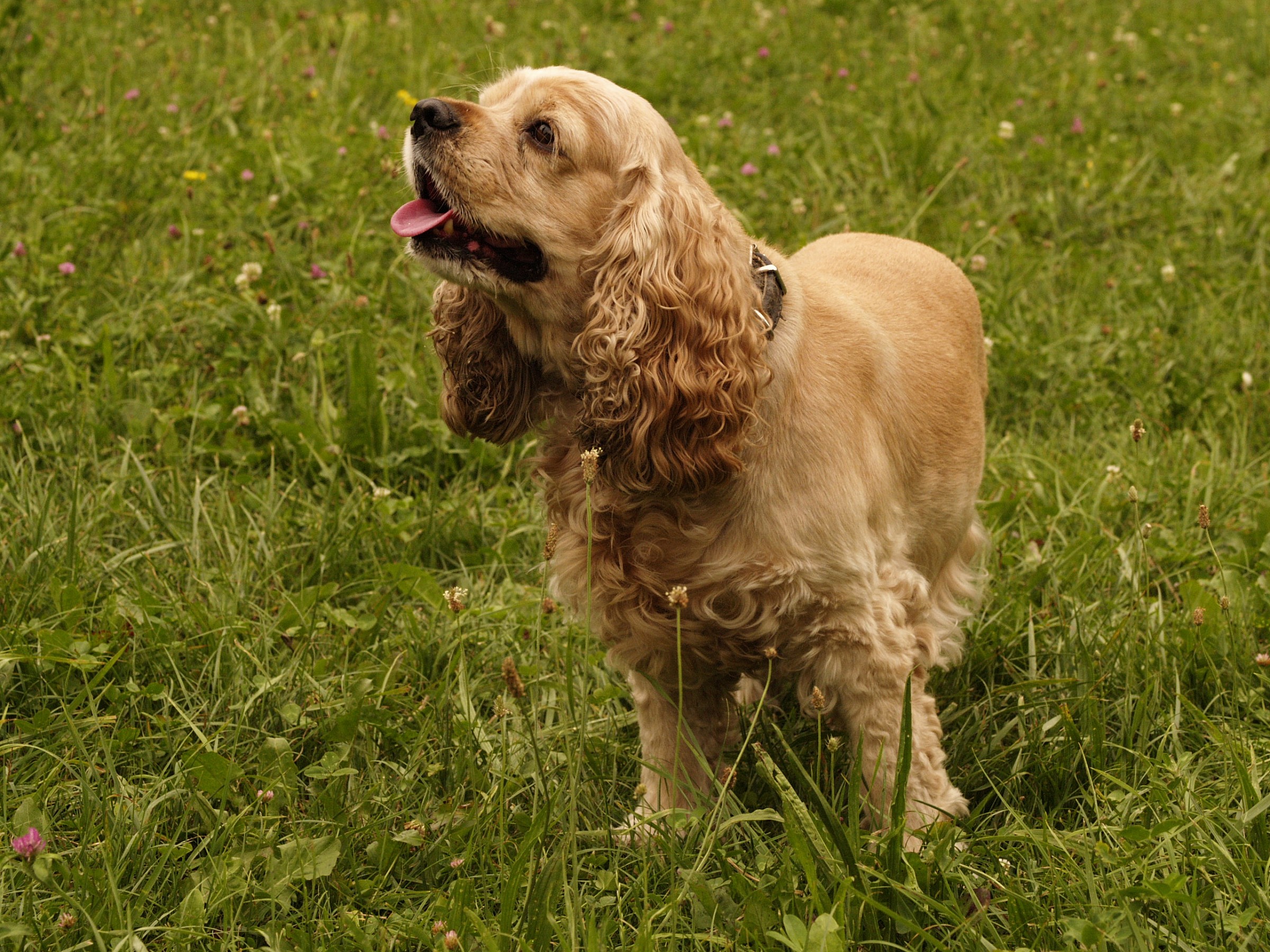 Aki  American Cocker Spaniel