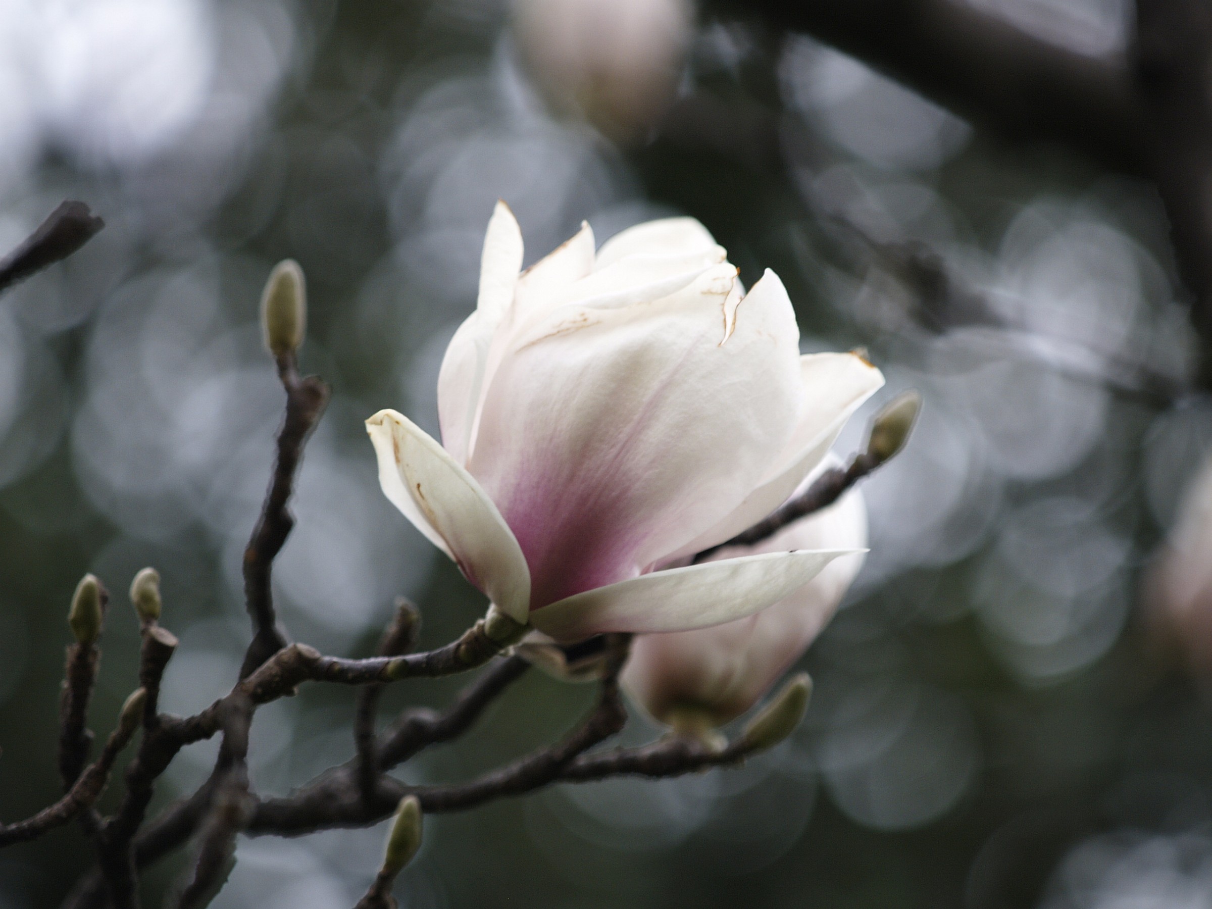 Magnolia