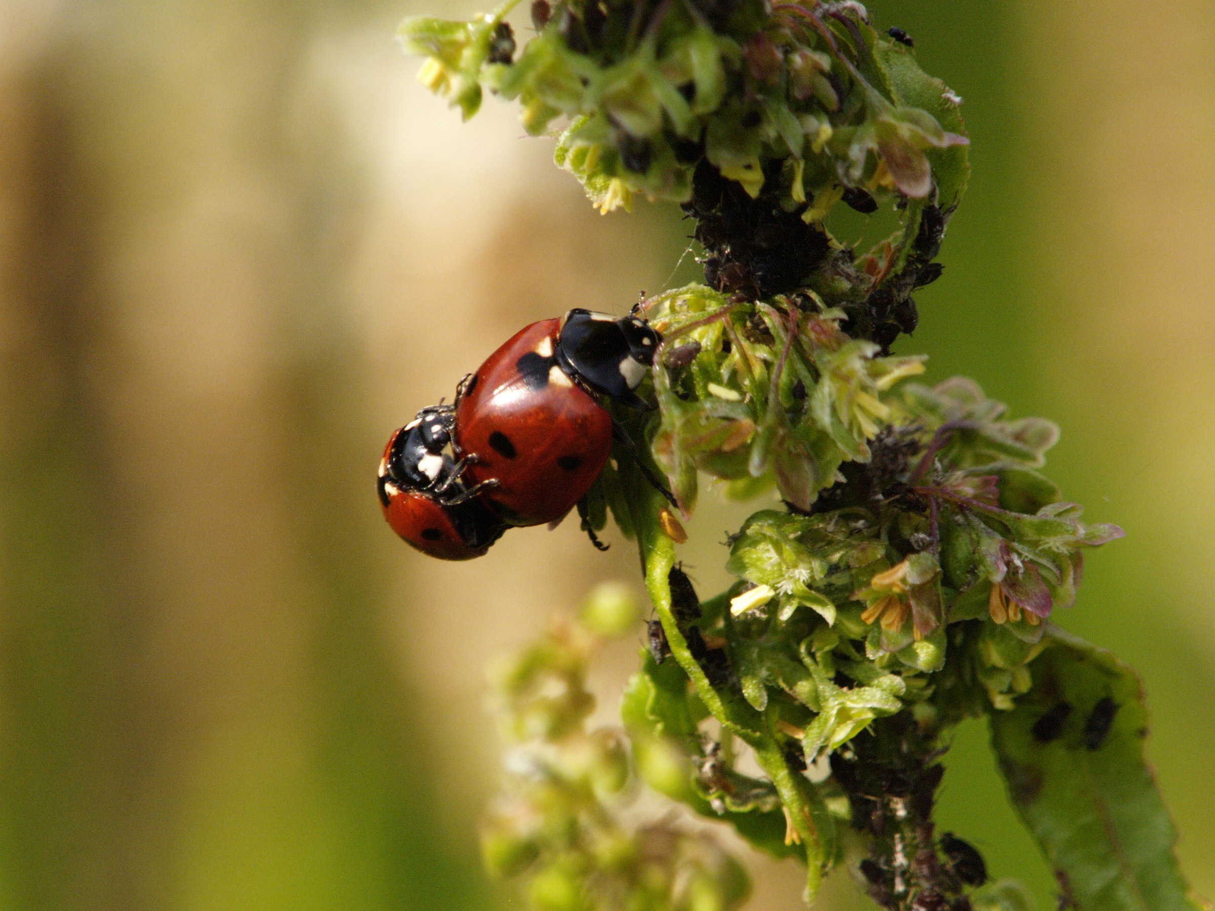 Coccinelle
