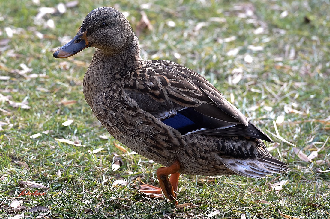 Female Mallard Lake Garda 2015