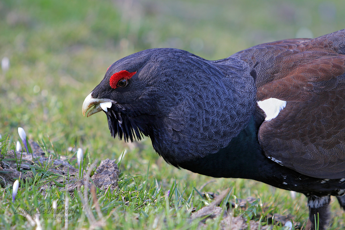 Gallo cedrone buongustaio