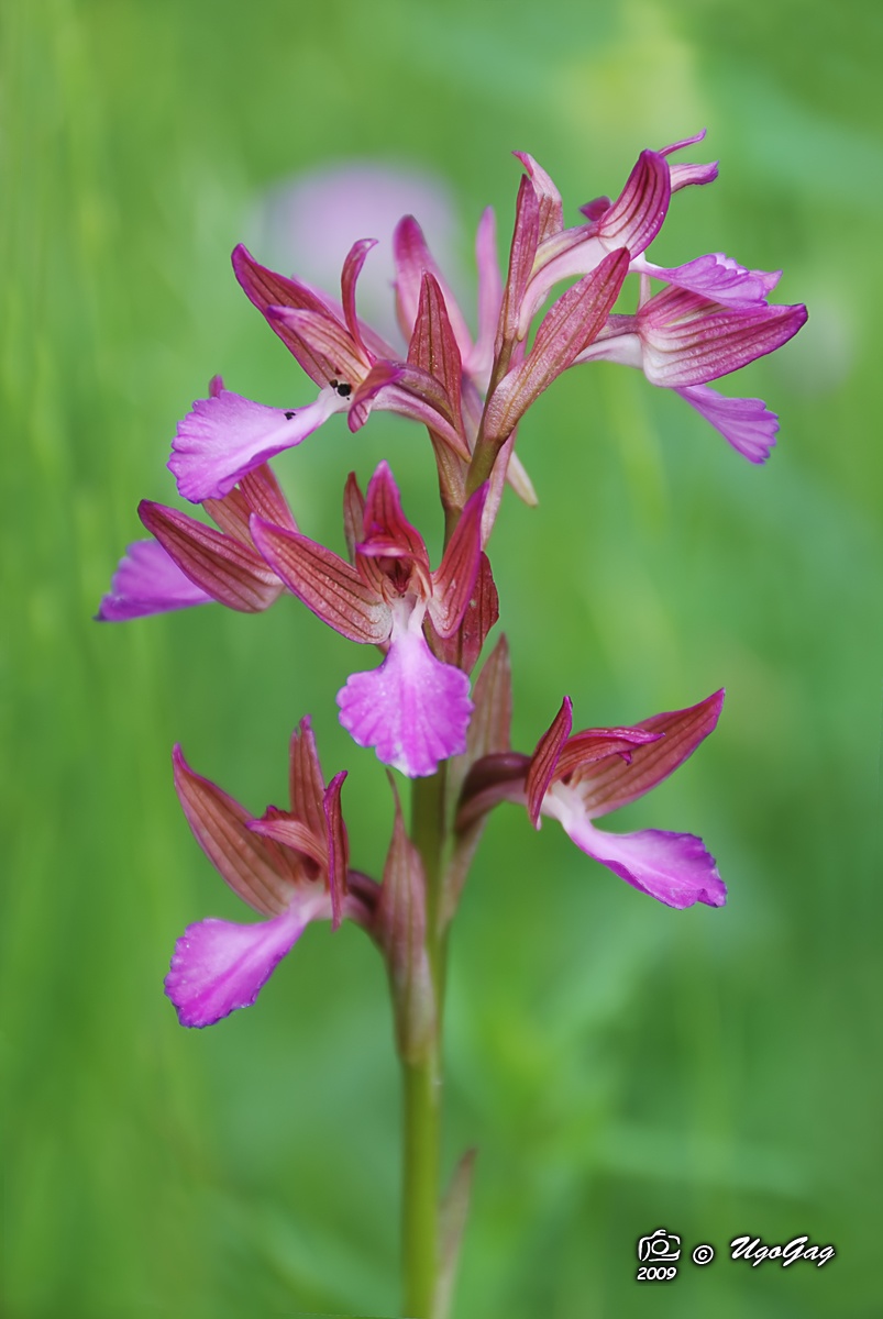 Orchis papilionacea